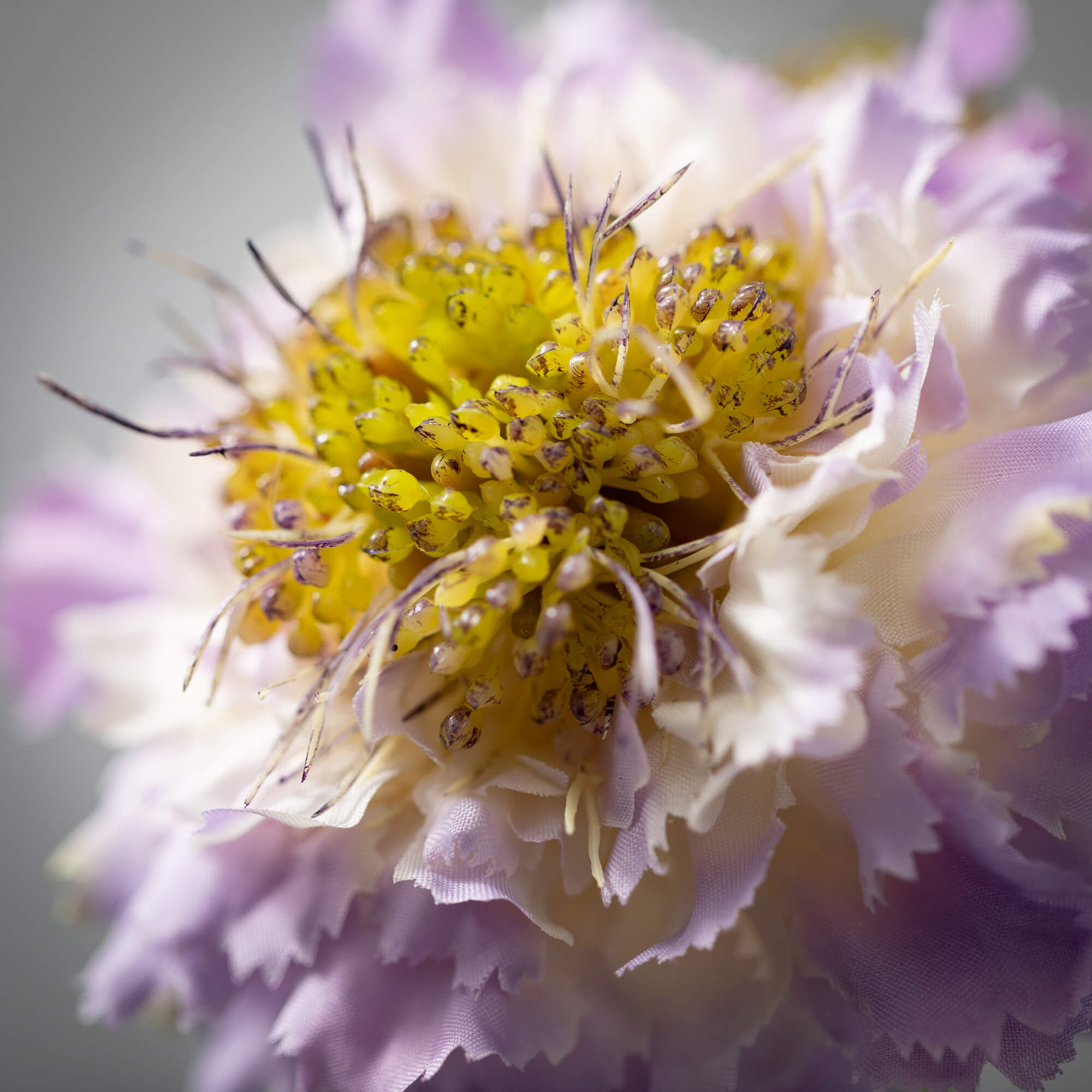 Light Purple Scabiosa Spray