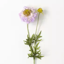 Light Purple Scabiosa Spray