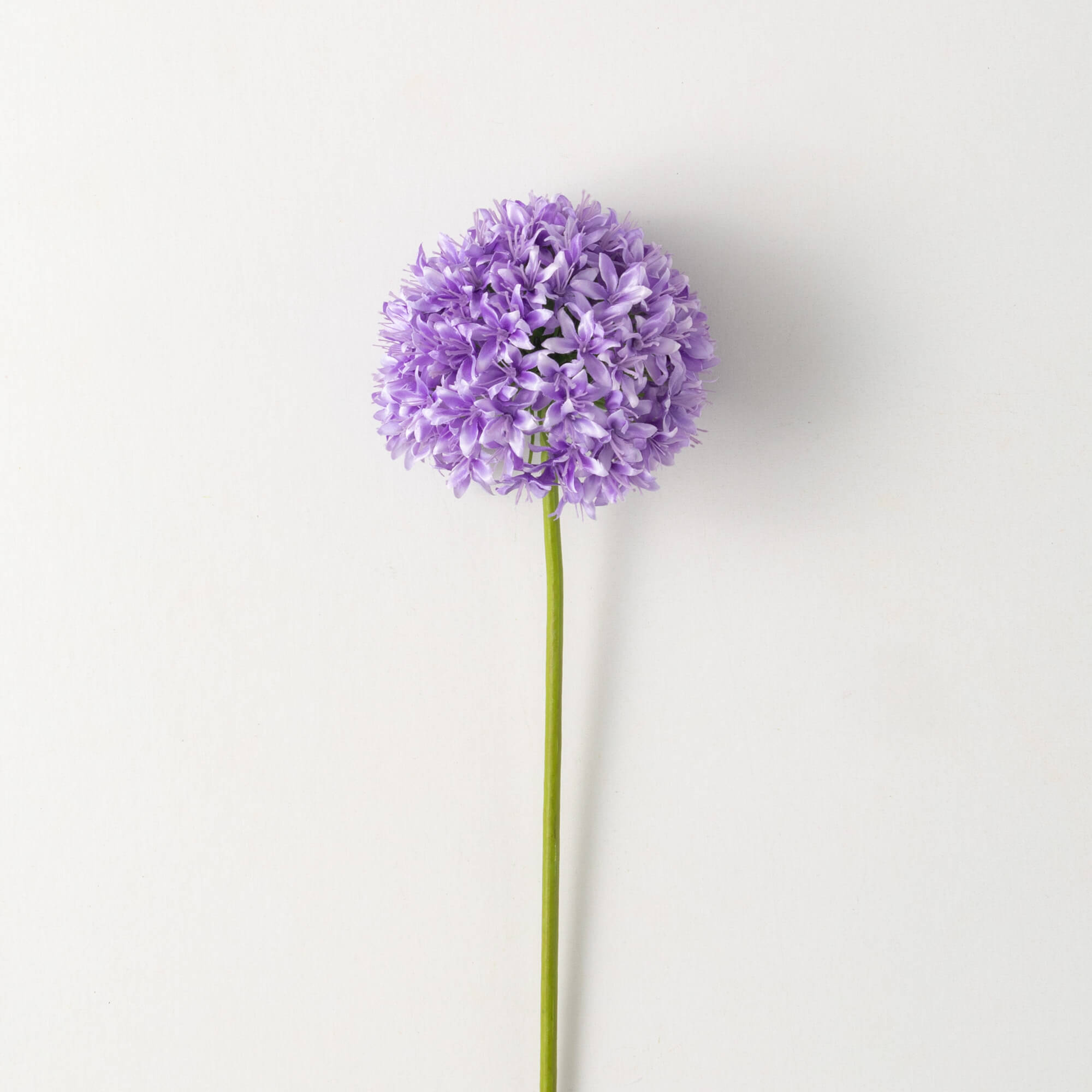 Lush Purple Allium Stem