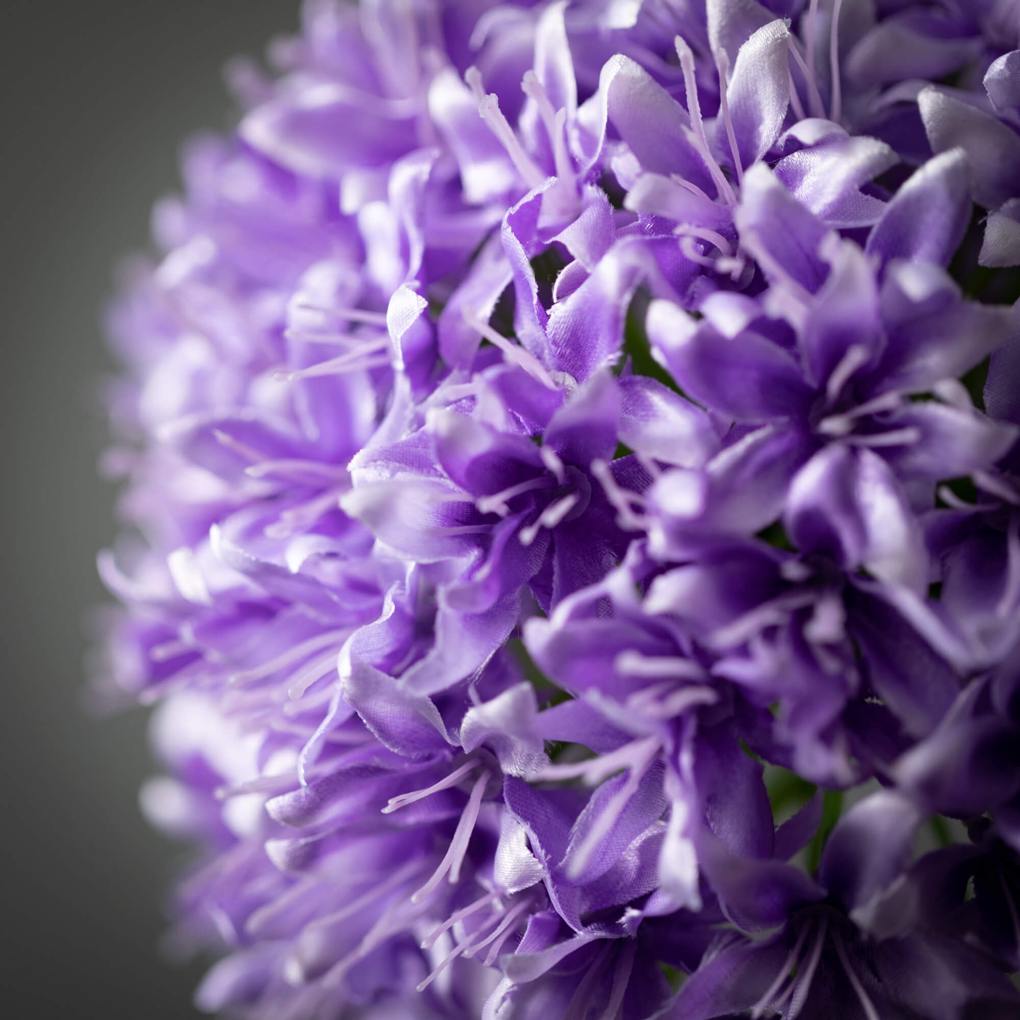 Lush Purple Allium Stem