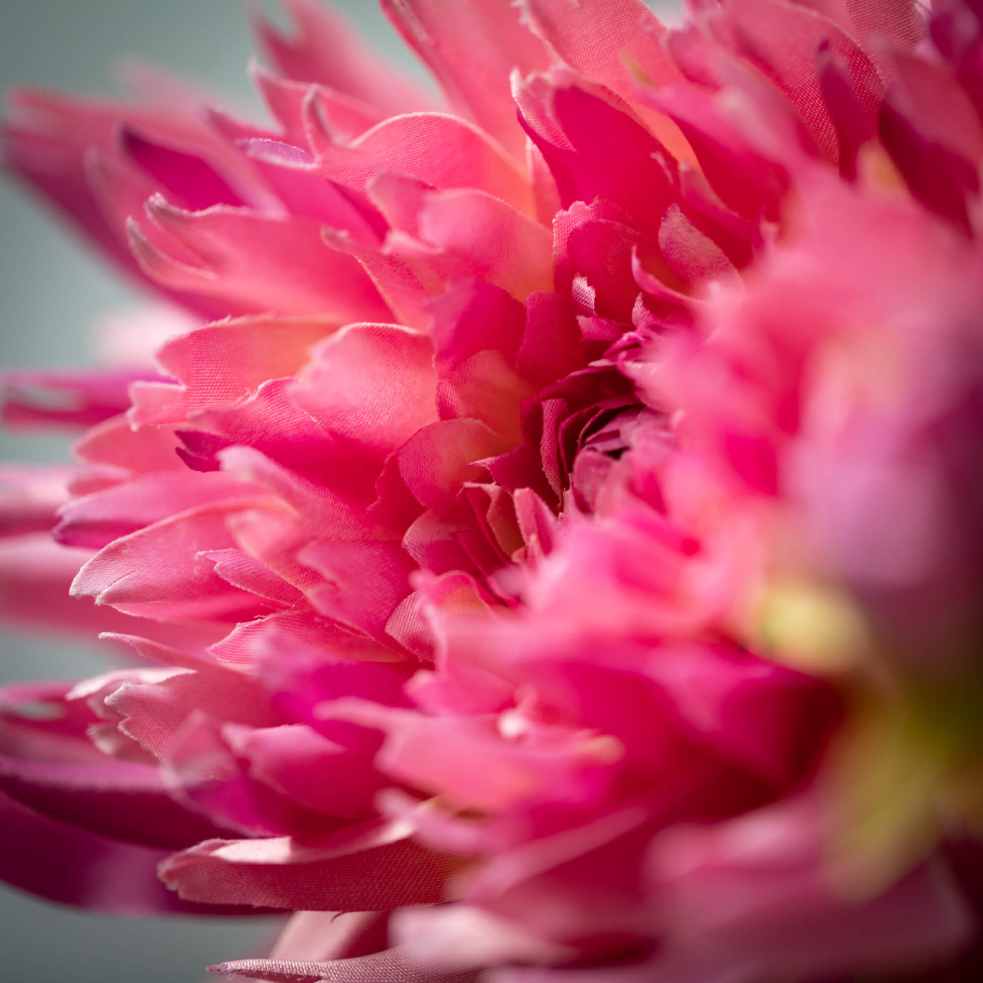 Pleasant Purple Dahlia Spray